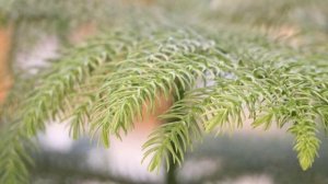 Проблемы выращивания Араукарии в домашних условиях.