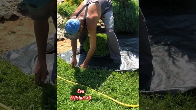 ?АГРОТКАНЬ В КЛУМБЕ?СВОИМИ РУКАМИ смотреть онлайн