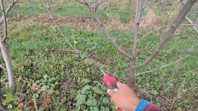 Зимняя обрезка груши🍐 смотреть онлайн