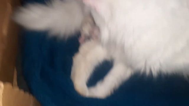 Роды моей кошки смотреть онлайн