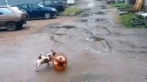 Джек  раселл терьер и кега