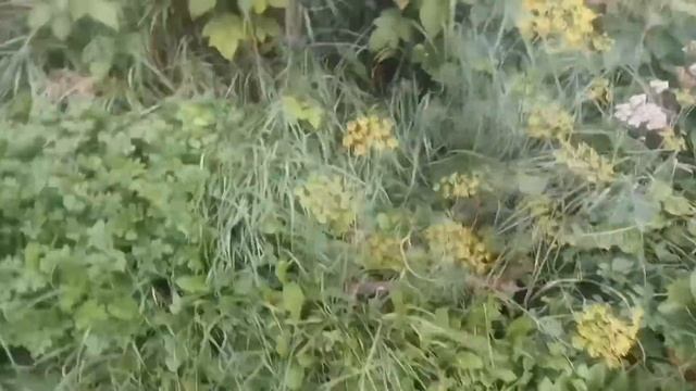 Подзапустил огород - огурцы, кабачки, топинамбур и прочее смотреть онлайн