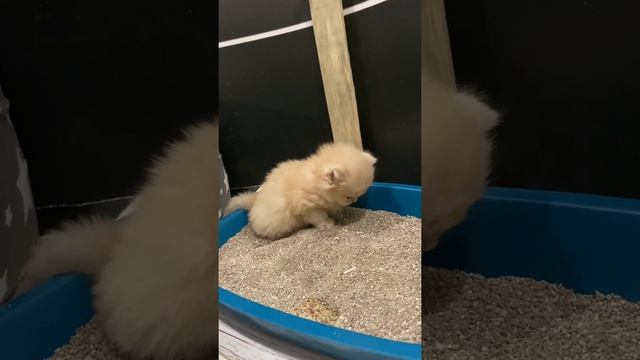 Как приучала к лотку котят смотреть онлайн