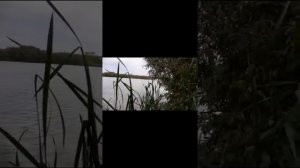Рыбалка в августе. Дроп-шот ловит! Рыбалка с другом. Окунь, плотва, лещ. #рыбалка#рыбалканаокуня#