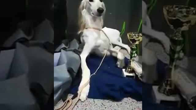 Борзомир Амир на CACIB "Выставка им. Сабанеева" (Москва) смотреть онлайн