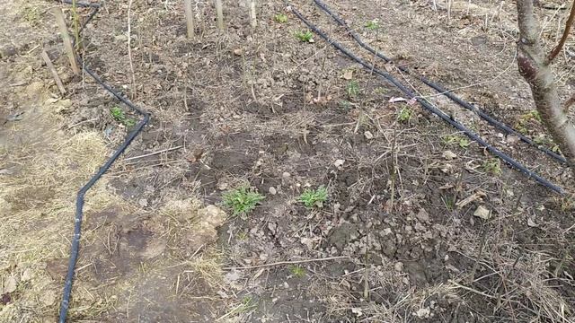 Грецкий орех сортоформа Максютинський 1 сеянцы ... смотреть онлайн