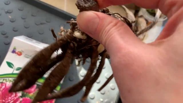 ФИГУРКИ ИЗ ФИКС ПРАЙСА, КАК СОХРАНИТЬ ЛУКОВИЧНЫЕ. ПИКИРОВКА ВИОЛЫ смотреть онлайн