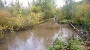 Мото покатухи в лесу и борьба с бобрами