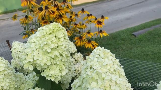 Лучшая подкормка гортензий. смотреть онлайн