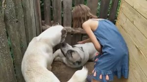 Алабаи резвятся во дворе