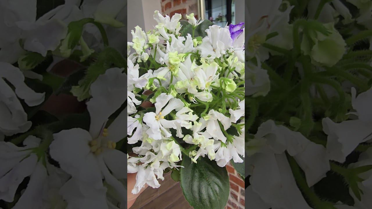 Коллекция Кухня Фиалки , Наш сайт fialki.of.by. смотреть онлайн