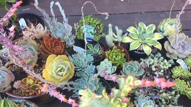 Outdoor Succulent Garden Tour Part 1 ft. Echeveria Ebony and Cante смотреть онлайн