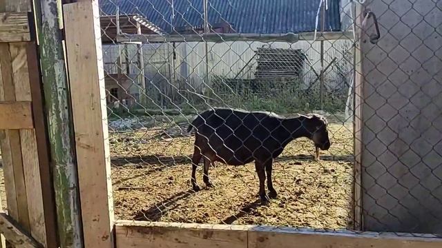 Торгую петухами и чищу за козами!#рек #топ #short #козы #корова #хочуврек #рекомендации #фермер смотреть онлайн