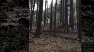 Мама-олениха отбивает детеныша у медведя