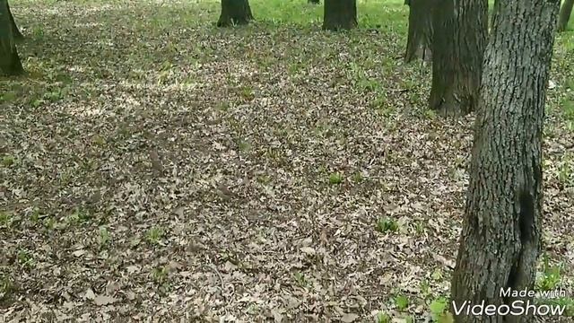 Дрозды-рябинники в Петровском парке смотреть онлайн