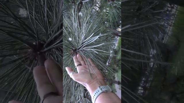 ВОТ ЭТО РАЗМЕР! Огромные иголки сосны #Shorts (big size) смотреть онлайн