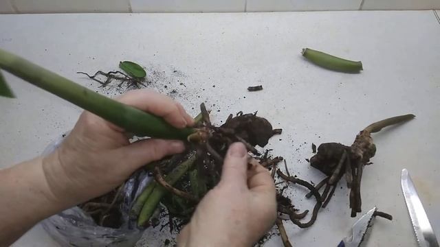 Даем второй шанс замиокулькасу или долларовому дереву. смотреть онлайн