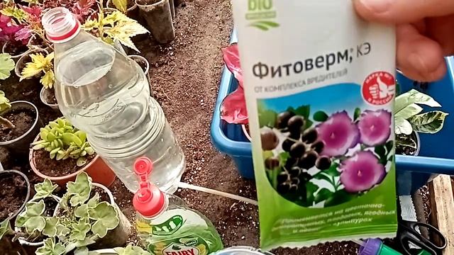 Профилактическая обработка растений. смотреть онлайн