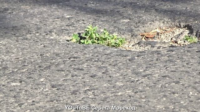 песня городские цветы 3.09.2020 смотреть онлайн