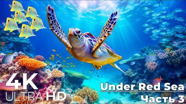 Under Red Sea 4K - Incredible Underwater World - Relaxation Video with Original Sound pt.3