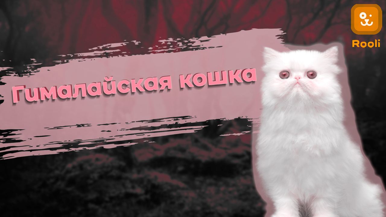 Гималайская кошка смотреть онлайн