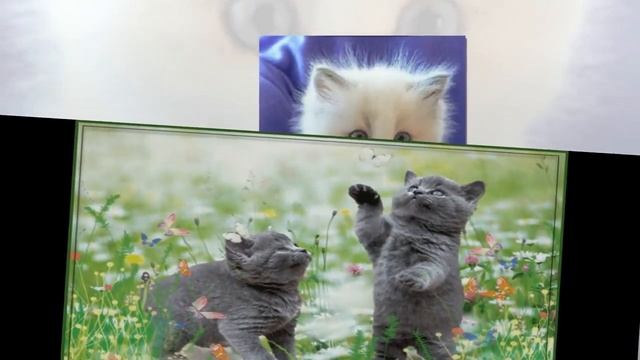 ♥X Анимационные Открытки GIF X♥ с 1 марта - День кошек!