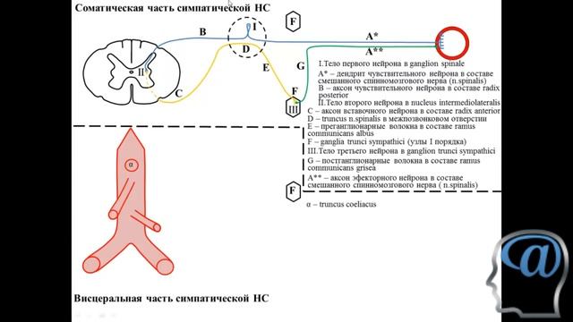 Строение вегетативной (симпатической) рефлекторной дуги. Лекция. Анатомия ЦНС смотреть онлайн
