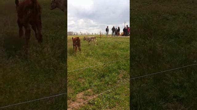 Электропастух смотреть онлайн