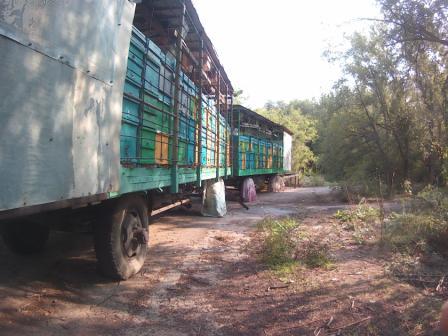 Пчелосемья и стартером сработала по выводу пчелиных маток и мед принесла с белой акации. смотреть онлайн