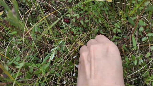 Сбор клюквы, ижорские болота,богатый урожай,2021г. смотреть онлайн