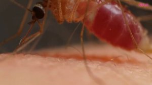 КОМАРЫ В ДЕЛЕ. КОМАРЫ УБИЙЦЫ