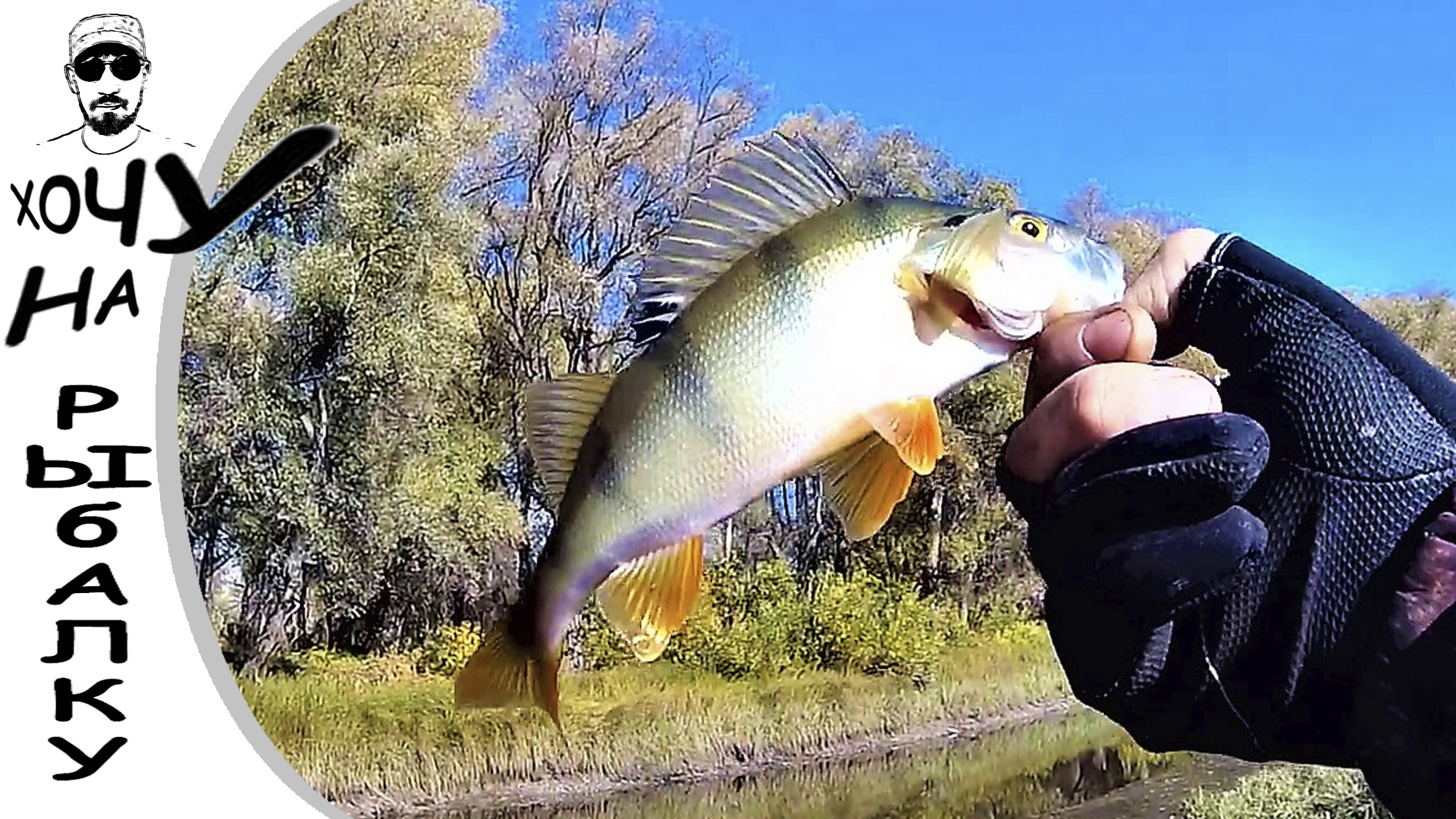 ОКУНЕВЫЙ БЕСПРЕДЕЛ. береговая рыбалка. щука и окунь на спиннинг с берега. смотреть онлайн