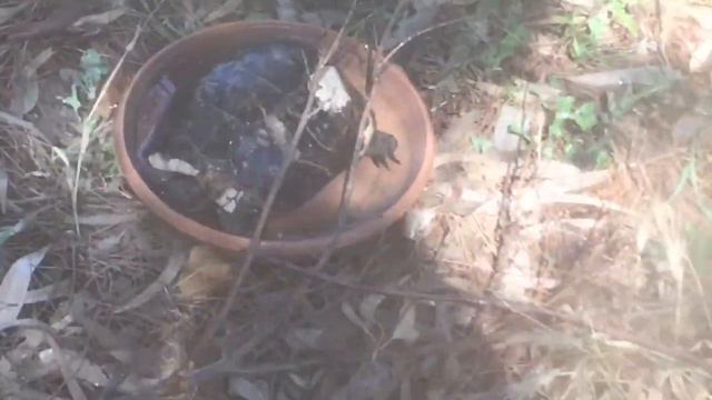 May 24.В Баку ветрище... Фрагменты дачи с черепахами смотреть онлайн