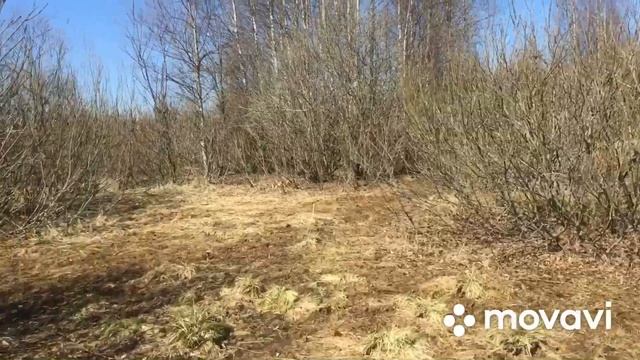 Поиск рог в одиночку. Прекрасные Рога лося. Кто ищет то всегда найдёт)) смотреть онлайн