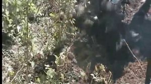 Корчевание малины мотоблоком