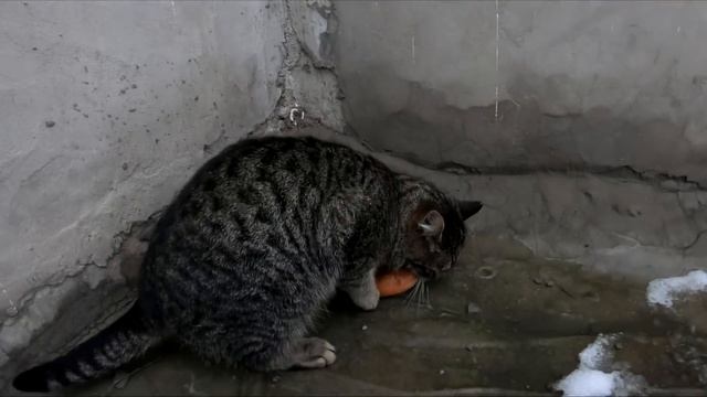 Утепляемся к зиме,приобрёл термобельё. смотреть онлайн