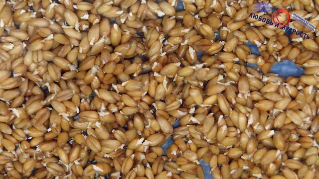Лучший способ как быстро прорастить пшеницу для еды всего за сутки (до 24 часов) смотреть онлайн
