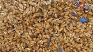 Лучший способ как быстро прорастить пшеницу для еды всего за сутки (до 24 часов)