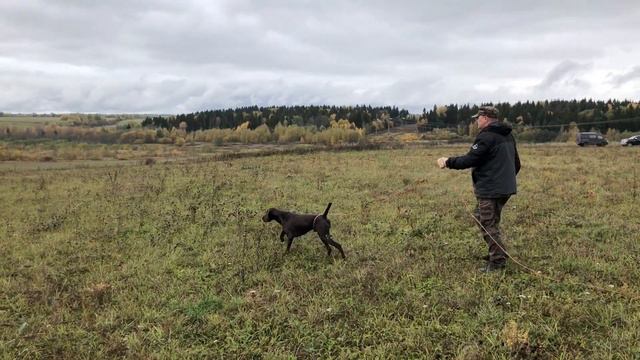 Скиф и Лютик. Работа легавых по перепелу смотреть онлайн