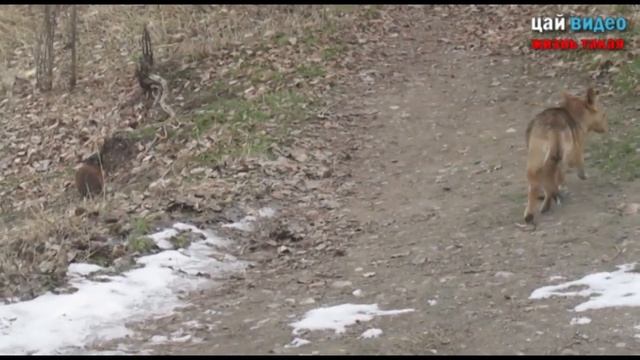 бродячая собака ловит ондатру смотреть онлайн