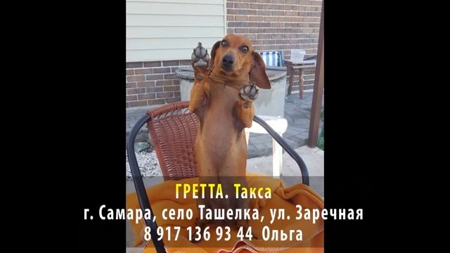 Пропала собака! Гретта. Такса. г. Самара. село Ташелка. ул. Заречная смотреть онлайн