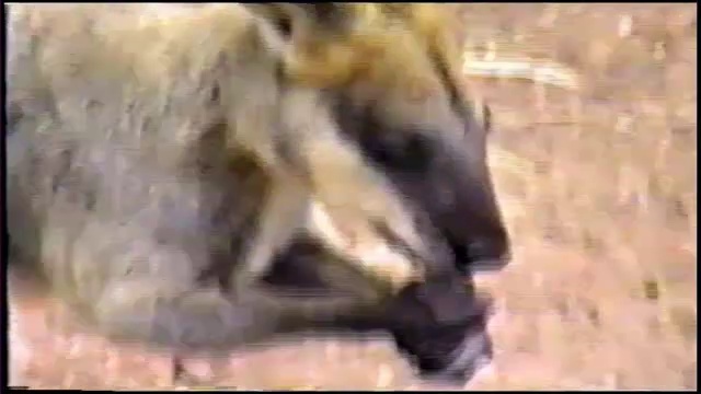 Карликовые кенгуру в Австралии