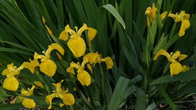 Цвет настроения жёлтый! Лилейники, ирисы! смотреть онлайн