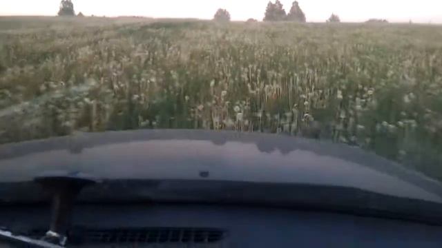 Одуванчики на капоте моей Audi A6Q. смотреть онлайн