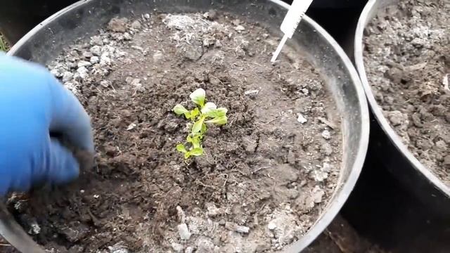 Горшечные георгины. ? Рекомендую!? смотреть онлайн