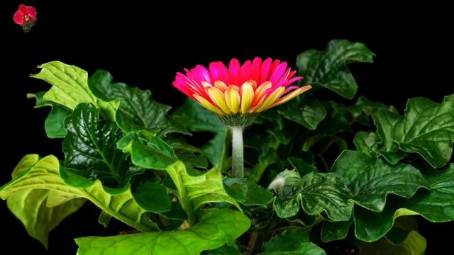 How to Keep Your Gerbera Daisies Blooming All Season Long смотреть онлайн