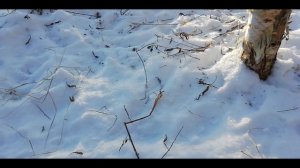 Жизнь в тайге. Охота на зайца. По таежной тропе.