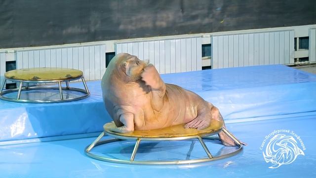 Санкт-Петербургский дельфинарий (белуха Полина и моржиха Соня) смотреть онлайн