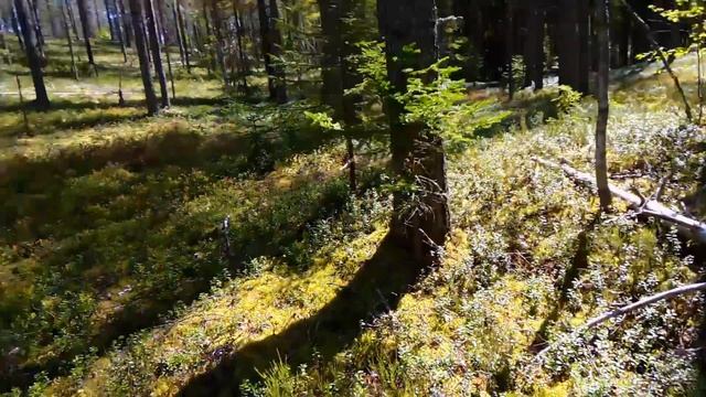 Есть ли в ЭТОМ ГОДУ в лесу ягоды и грибы? смотреть онлайн