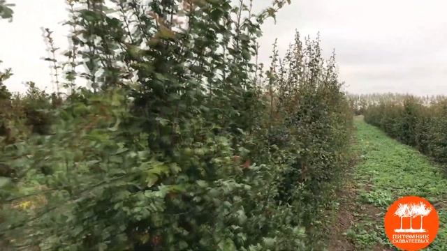 Боярышники от Тульского отделения "Питомника Савватеевых" смотреть онлайн